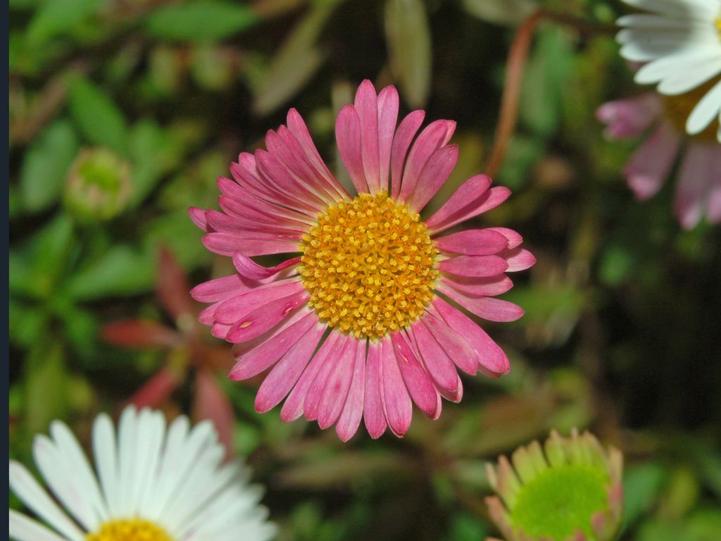 Erigeron karvinskianus / Cspica karvinskiana